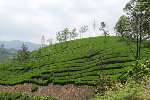 De Munnar à Cochin