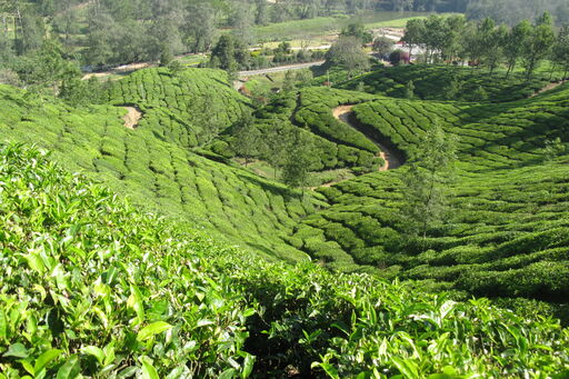 Entdeckungsreise durch Kerala