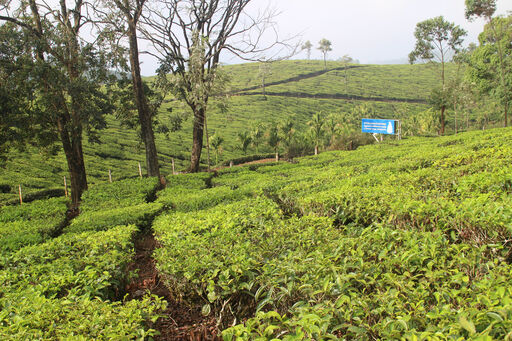 Von Cochin nach Madurai