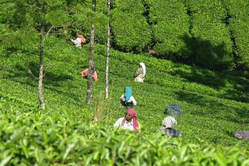 Séjour découverte du Kerala