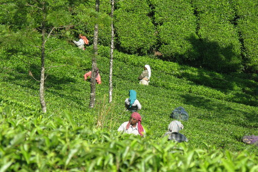 From Munnar to Kochi
