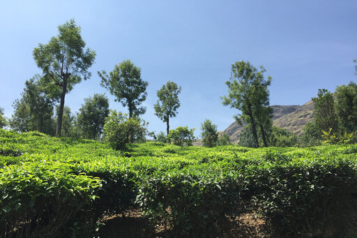 De Cochin à Chennai